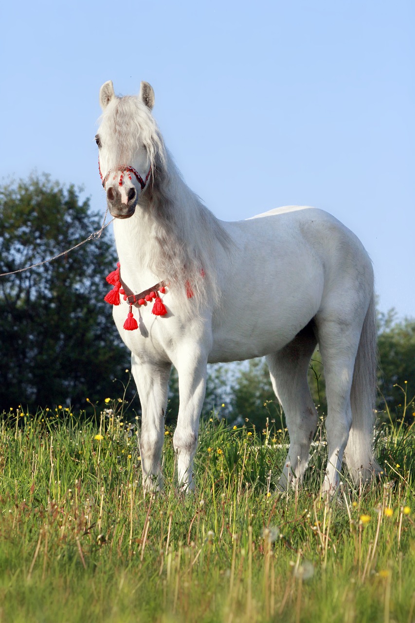 2024今晚澳門(mén)開(kāi)特馬四不像_風(fēng)華絕代I523.417