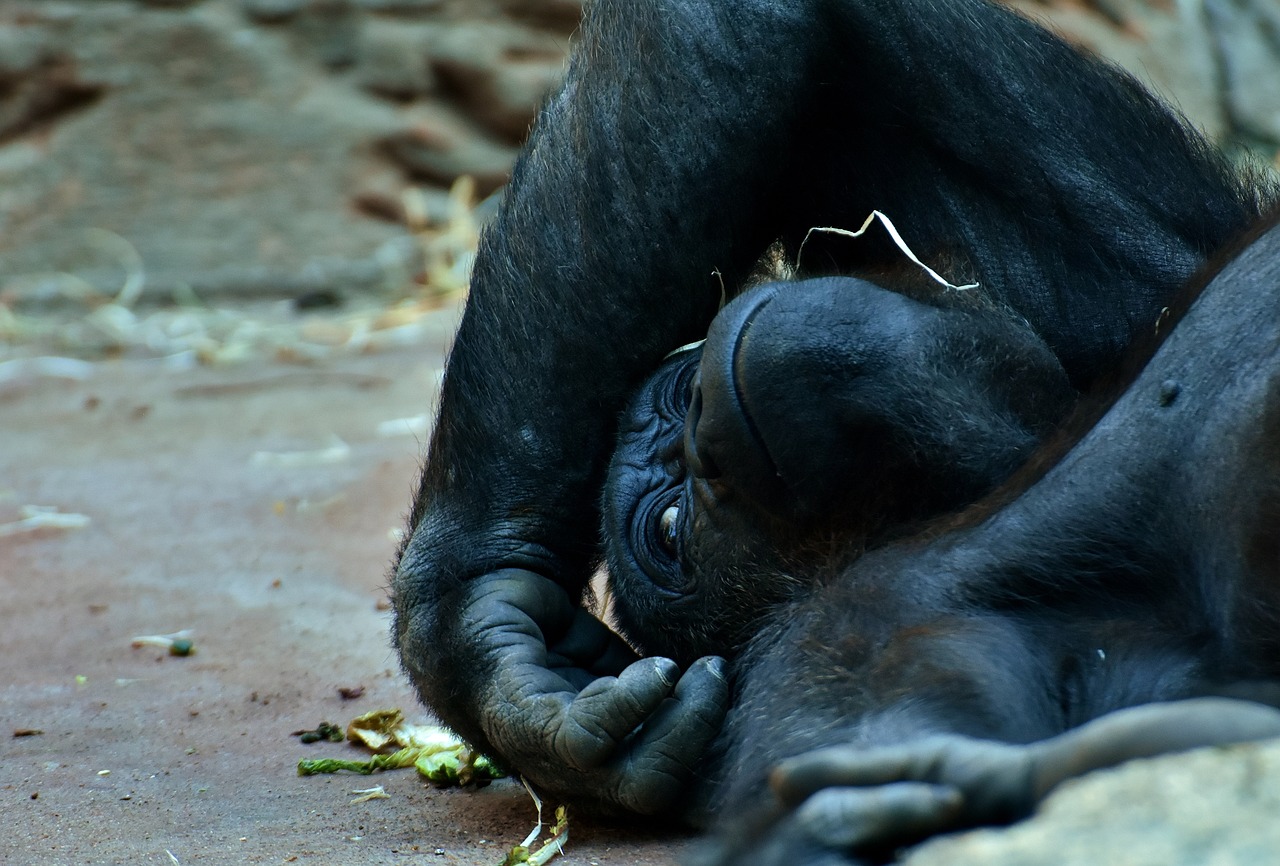 最準(zhǔn)一碼一肖100%鳳凰網(wǎng):鼠、牛、猴、蛇中