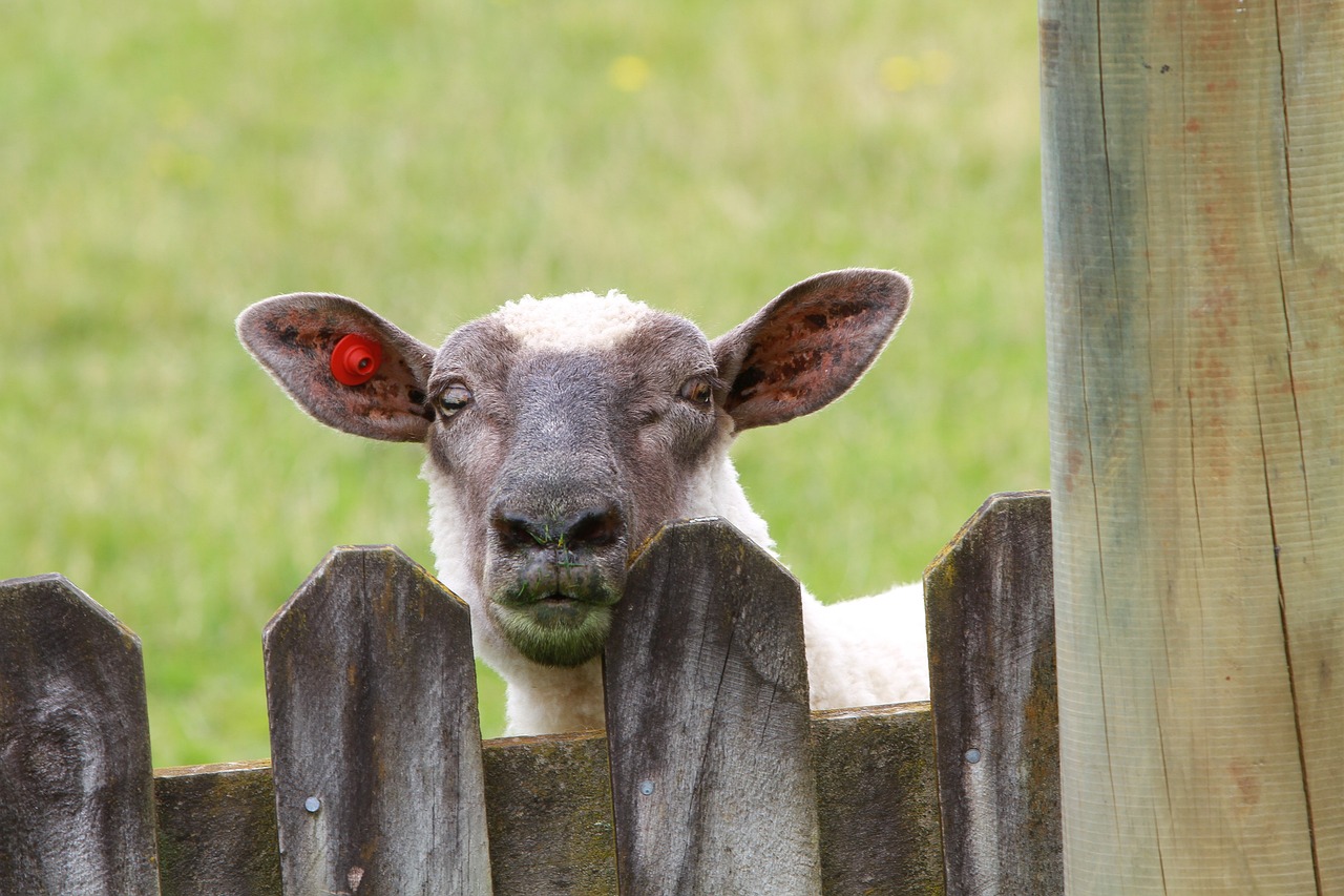 新澳2024正版資料大全：鼠、羊、羊、狗中