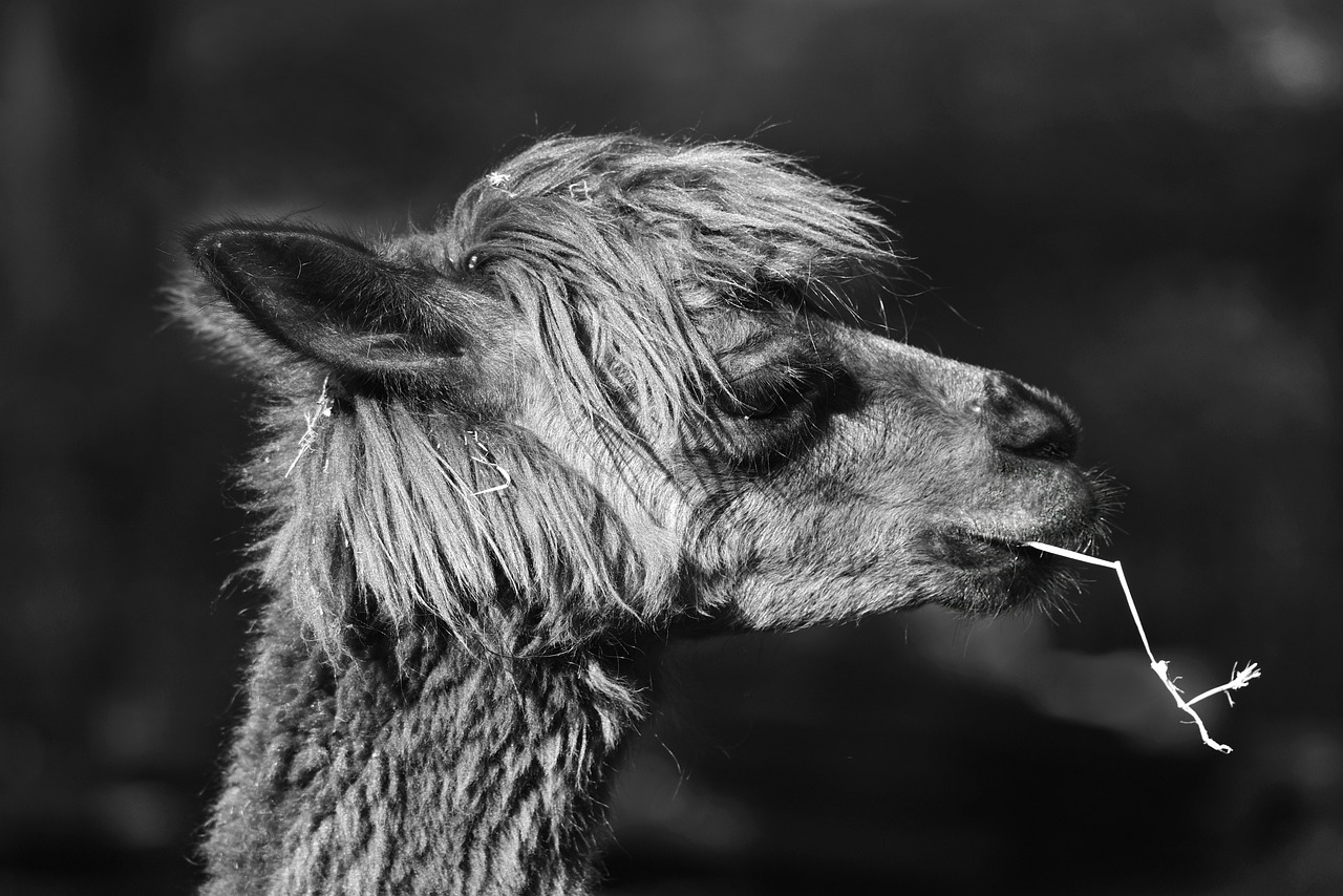 白小姐449999精準(zhǔn)一句詩：本期推薦虎、狗、羊、狗