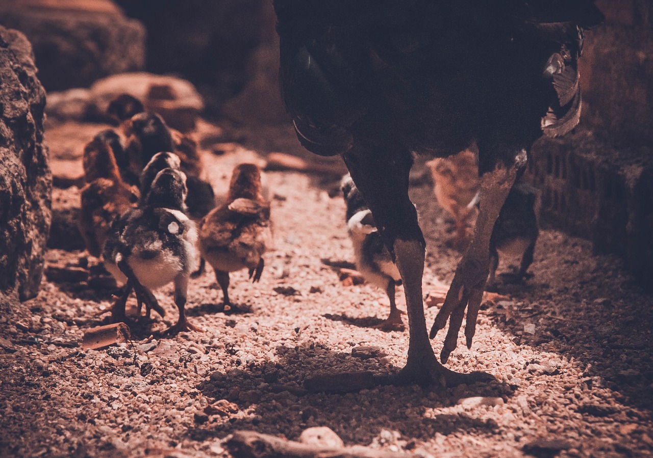 7777788888新版跑狗：本期推薦狗、鼠、豬、雞