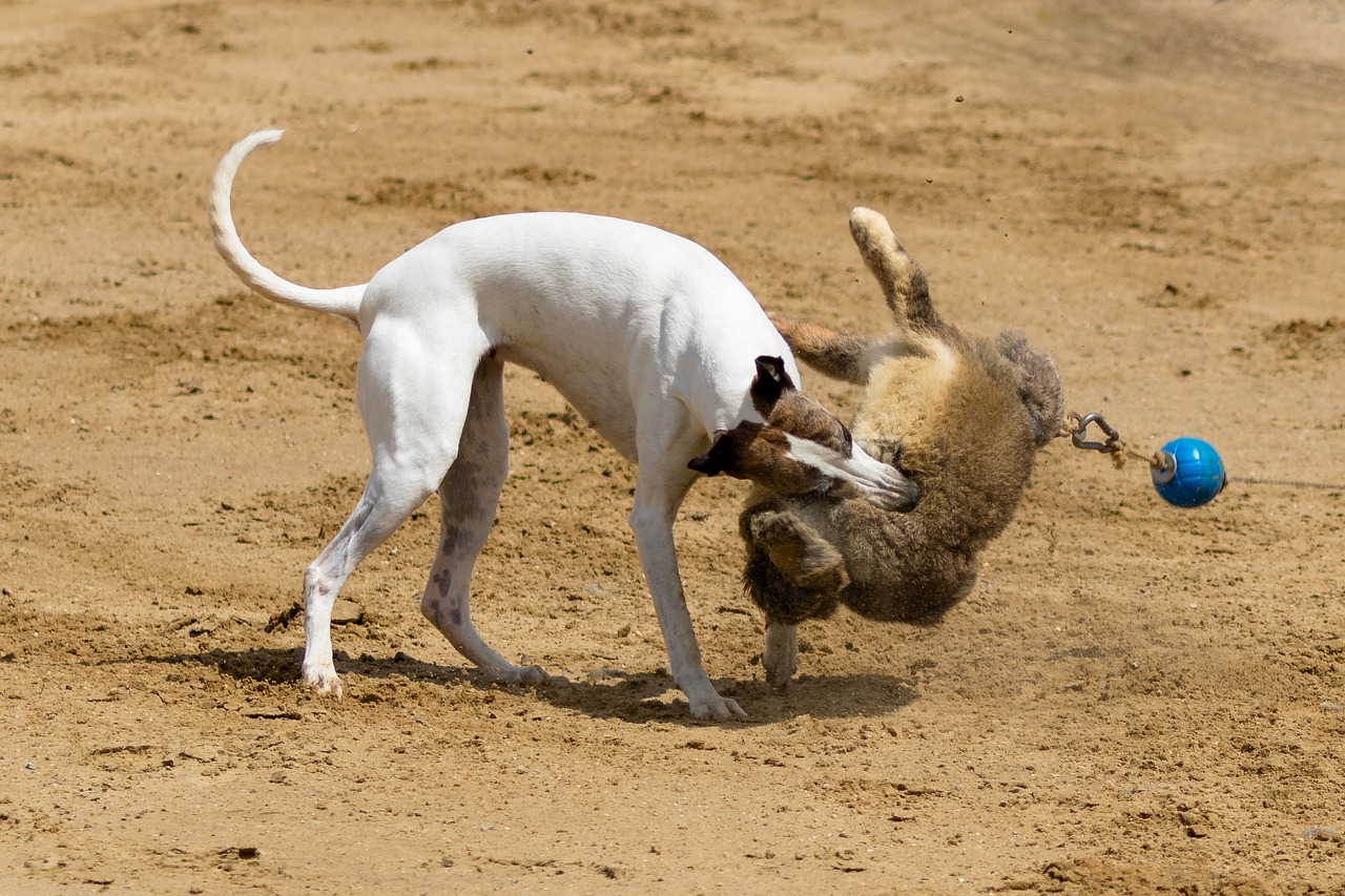 7777788888新版跑狗:本期推薦狗、鼠、豬、雞