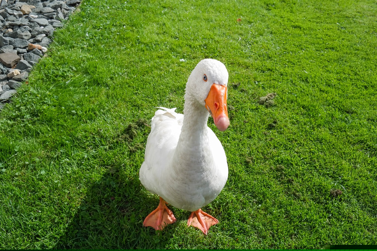 2024新門最準(zhǔn)最快資料:本期推薦兔、馬、牛、蛇