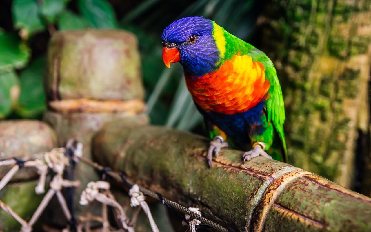 2024年澳門天天彩正版免費大全:本期推薦豬、猴、狗、豬