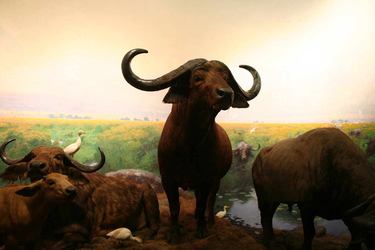 澳門今晚一肖必中特:本期推薦牛、豬、雞、虎