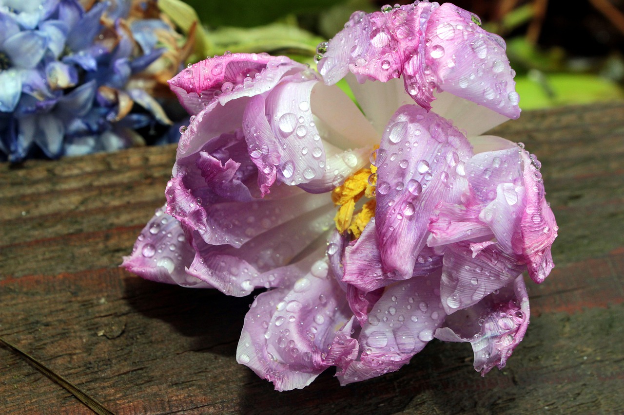 雅思最新考試動態(tài)揭秘，趨勢、變化與面臨的挑戰(zhàn)