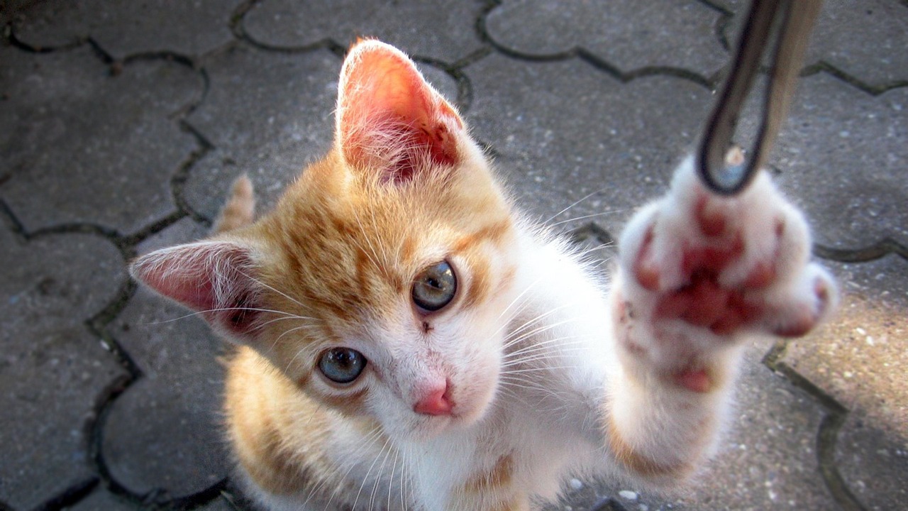 新疆馬明成的最新動(dòng)態(tài),探索與成長(zhǎng)的軌跡