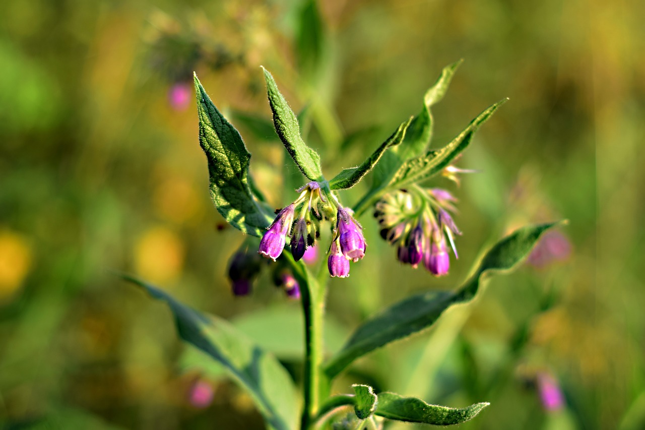 探索醫(yī)療領(lǐng)域創(chuàng)新與發(fā)展，最新行醫(yī)專長(zhǎng)動(dòng)態(tài)綜述