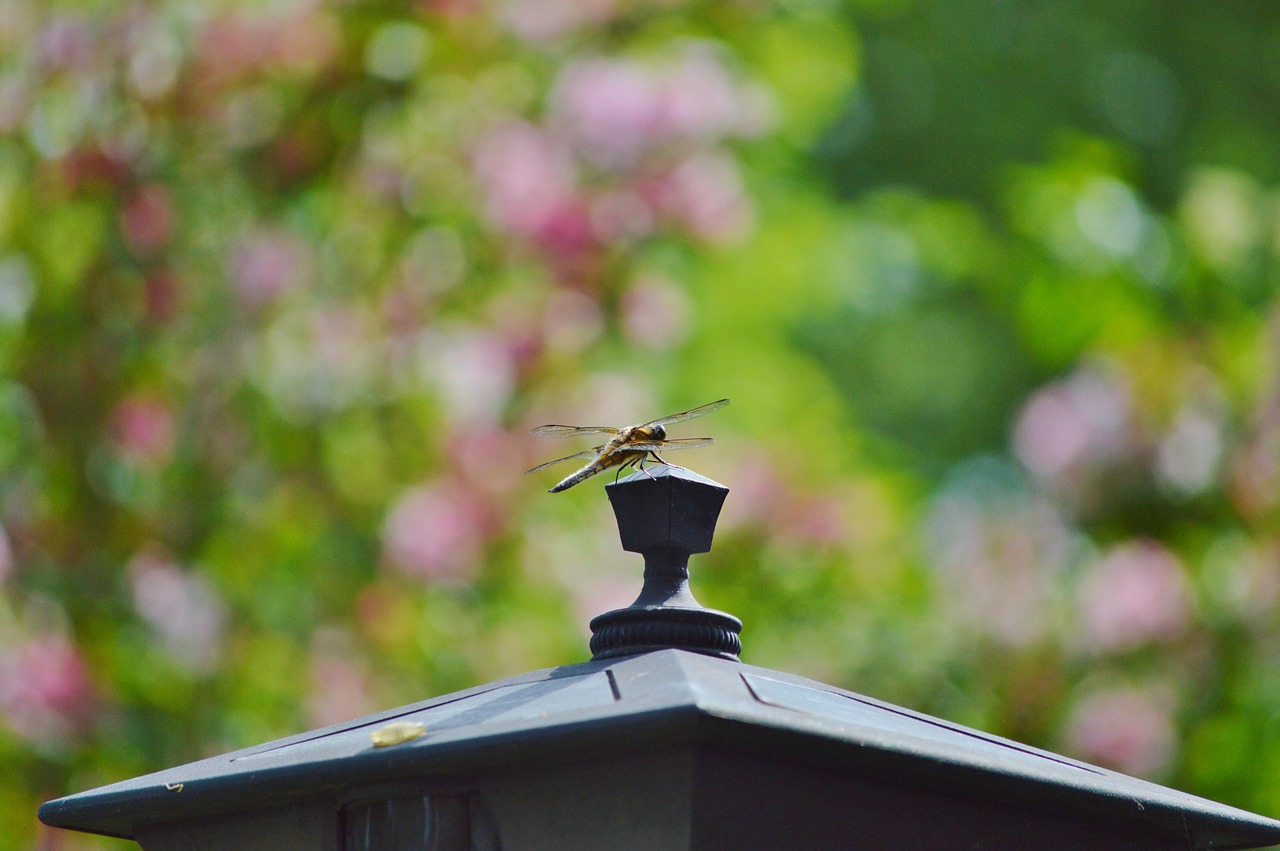 最新隨心飛，探索無限可能的旅程