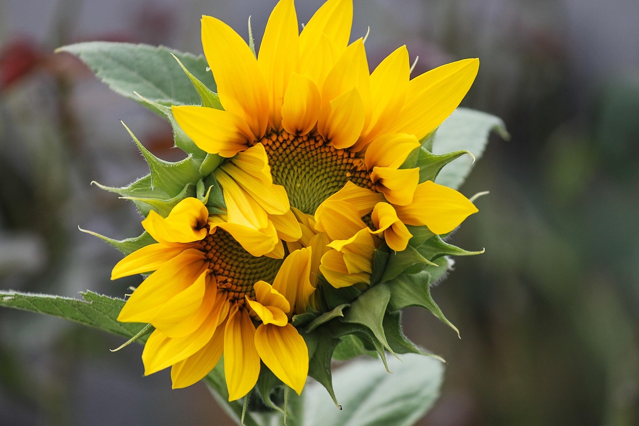 周迅多元發(fā)展動態(tài),熒幕之外,依舊閃耀不止