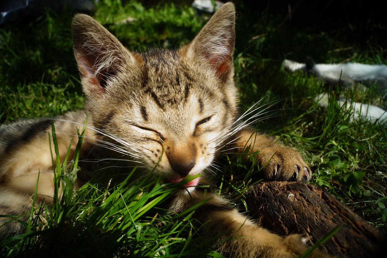 2025年2月 第442頁