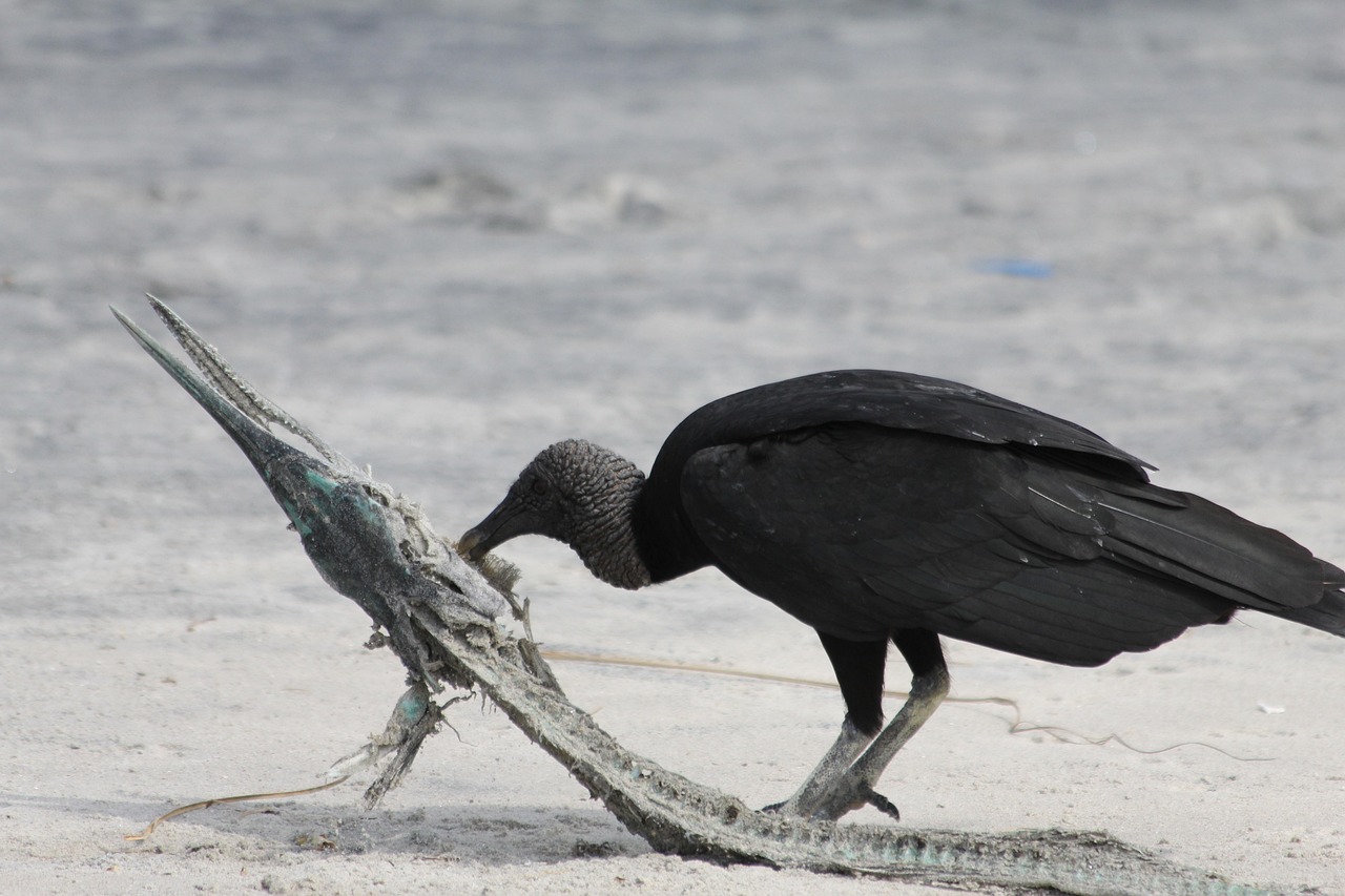 美國(guó)狂犬病最新研究進(jìn)展及其全球影響