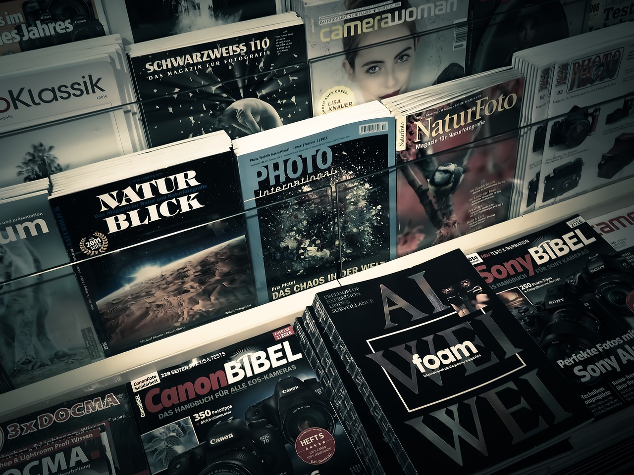 上海信鴿交易最新信息概覽