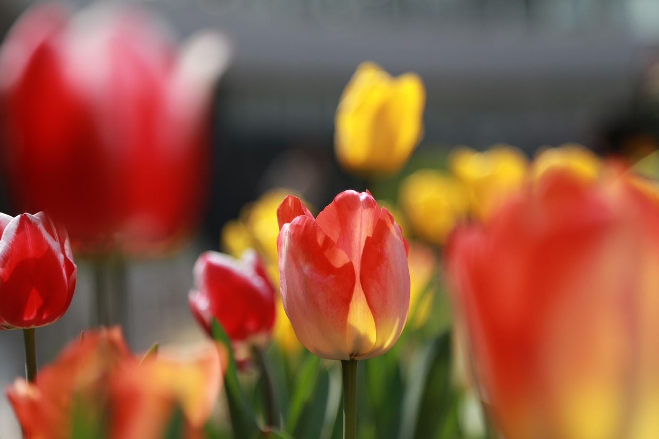 江蘇高鐵最新動(dòng)態(tài)，引領(lǐng)區(qū)域交通新時(shí)代的新征程