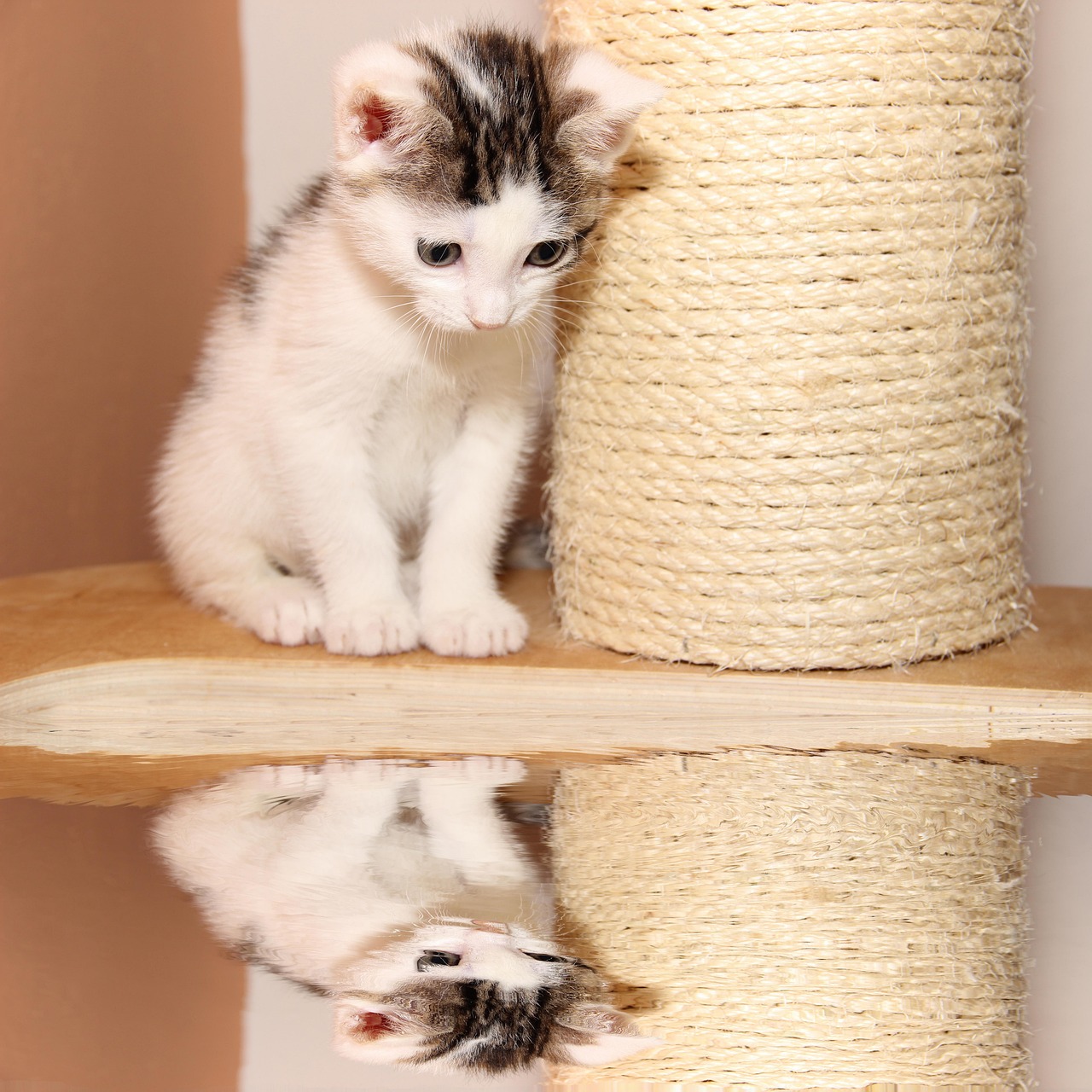 二次元世界中的貓之魅力,探尋貓的無限風(fēng)采