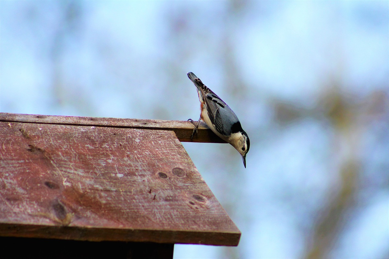 科技與自然界的互動,新型捕鳥工具揭秘