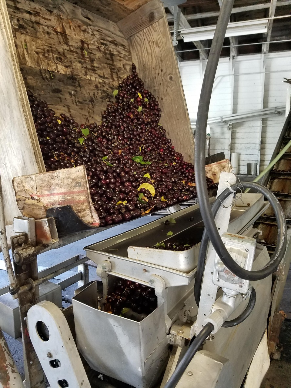 最新園林鋸樹設備，革新園林行業(yè)的必備利器