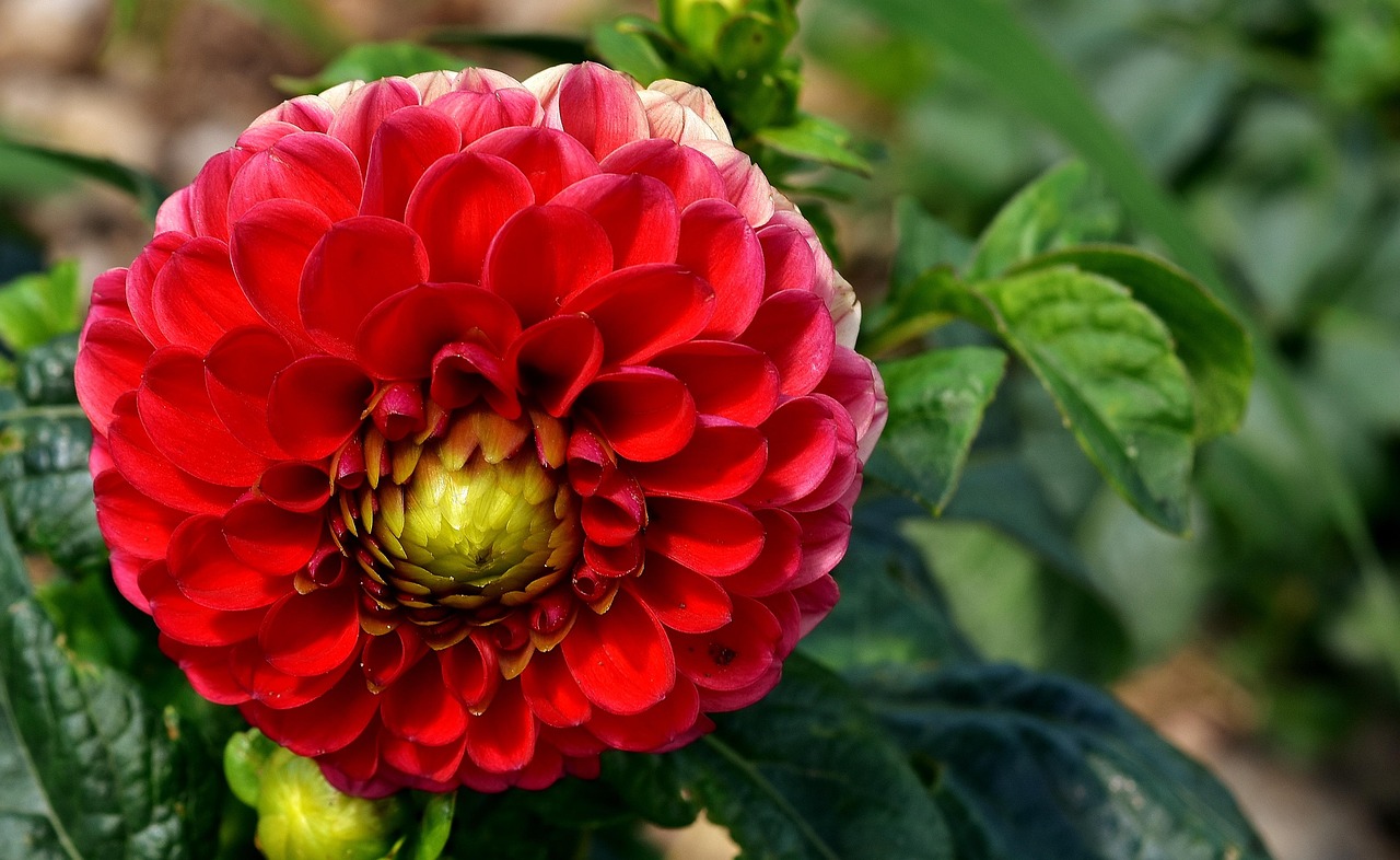 肥城桃的成熟季節(jié),品味桃香,共賞甘甜(一般在夏季成熟上市)