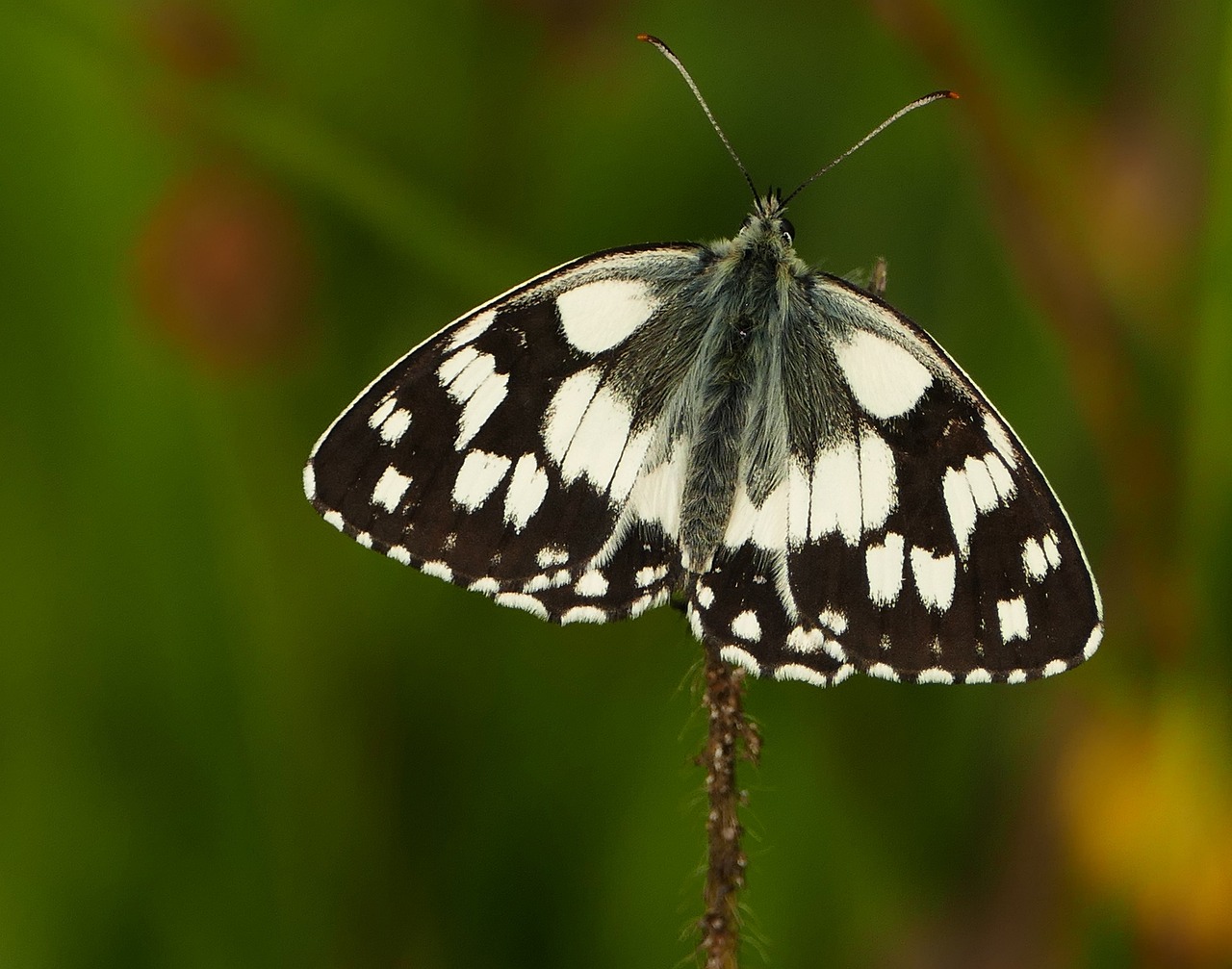中牟二手房最新信息概覽，最新房源、價格及交易動態(tài)一網(wǎng)打盡