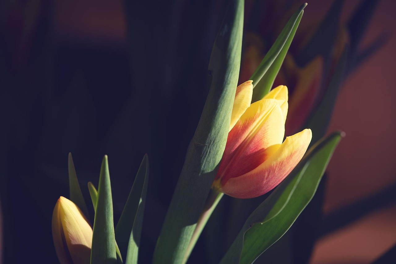 如錦電視劇，絢爛敘事與情感的交織盛宴