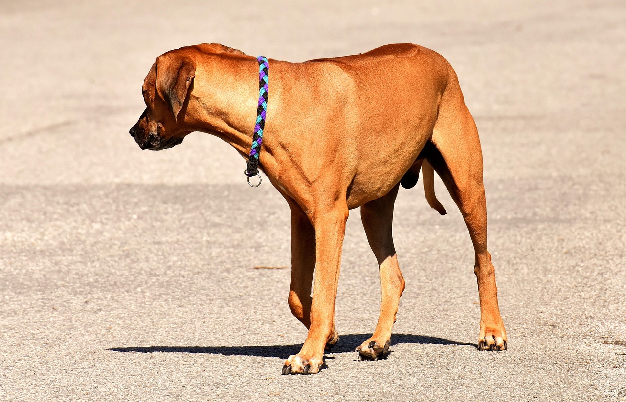 最新疫情動態(tài)及其深度影響分析