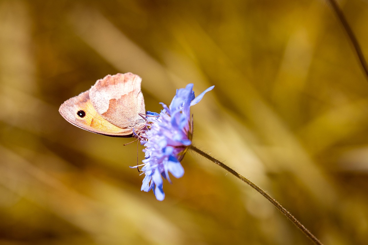 動漫中的傷心頭像男角色深度解析,情感與表達的視覺探索