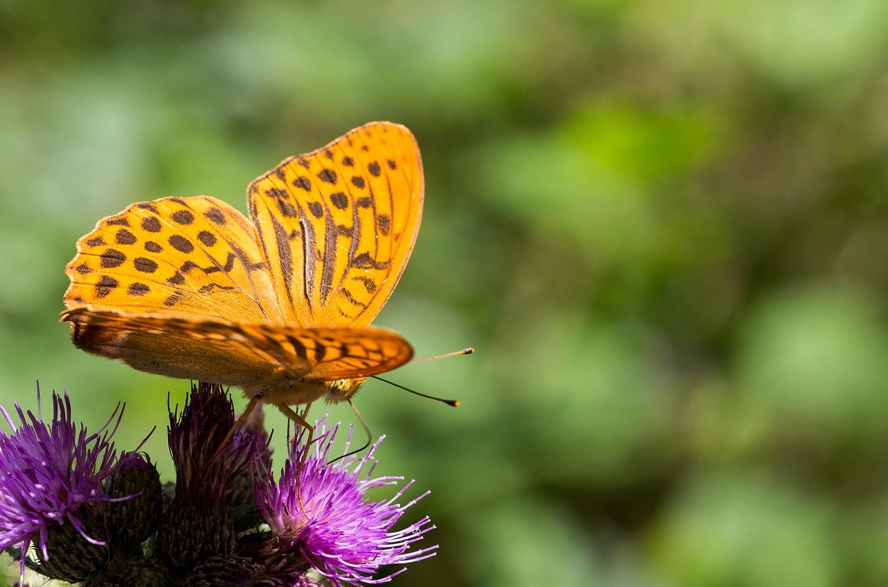 最新開獎信息及彩票世界動態(tài)探索