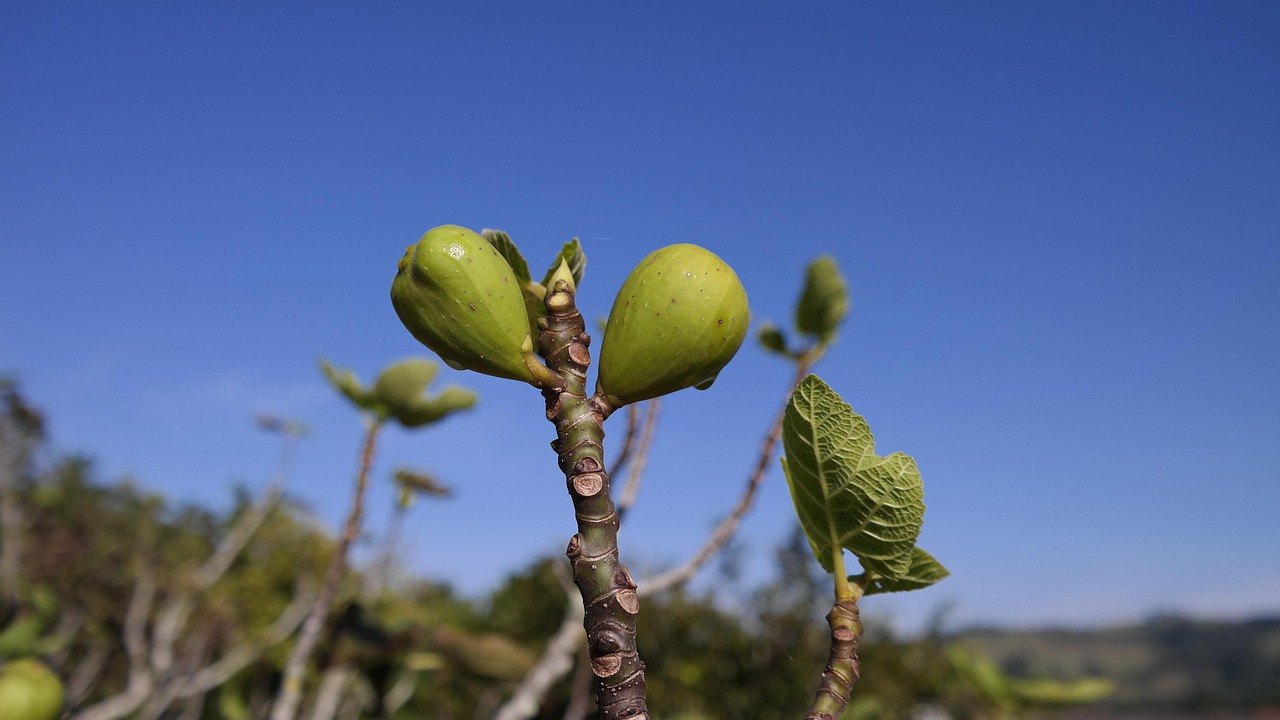 小朵新動態(tài)揭秘,探索未知,青春活力無限綻放