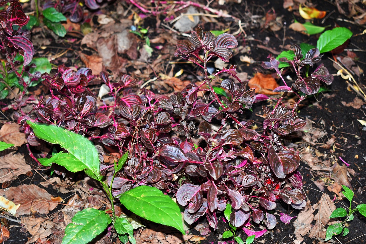 京東詐騙最新動態(tài)揭秘，應(yīng)對策略與防范建議