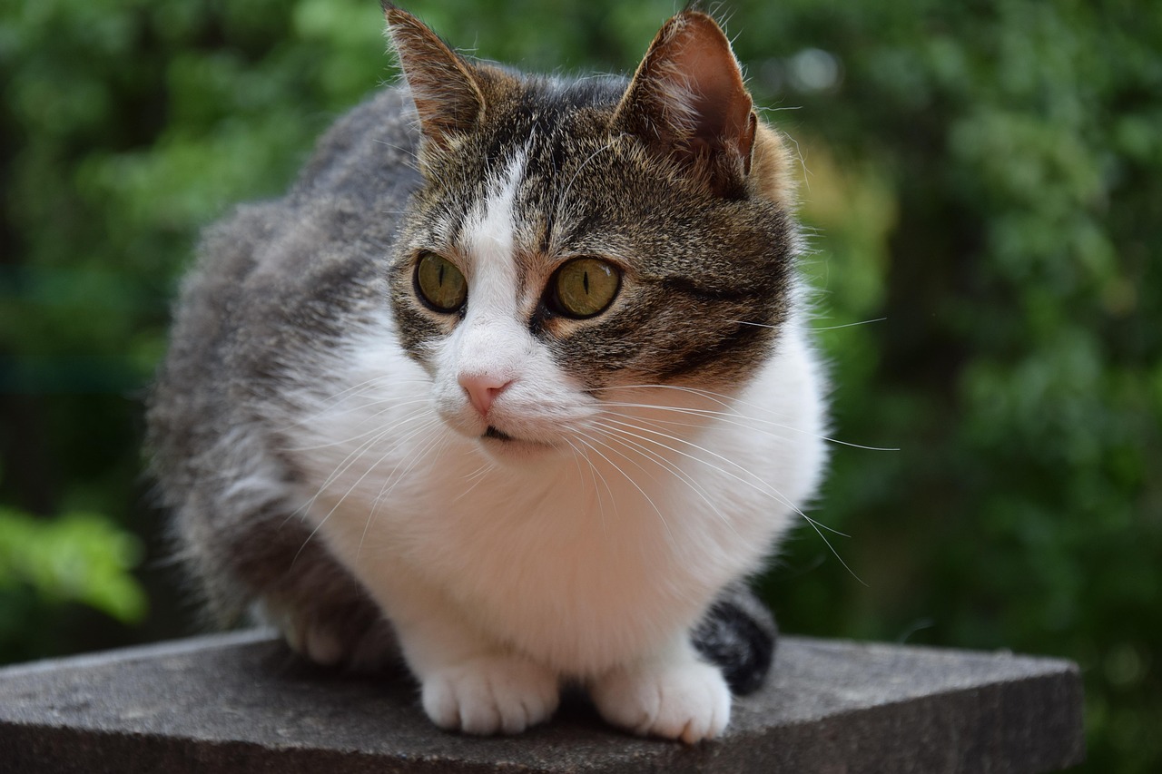 貓咪成人電影,獨特文化現(xiàn)象的深度探索