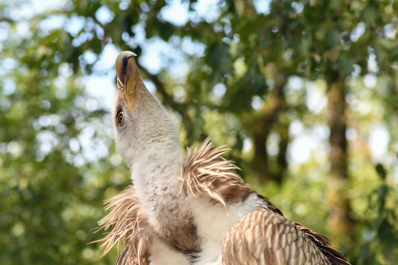 雙城二手房市場動態(tài)解析,市場趨勢與深度分析