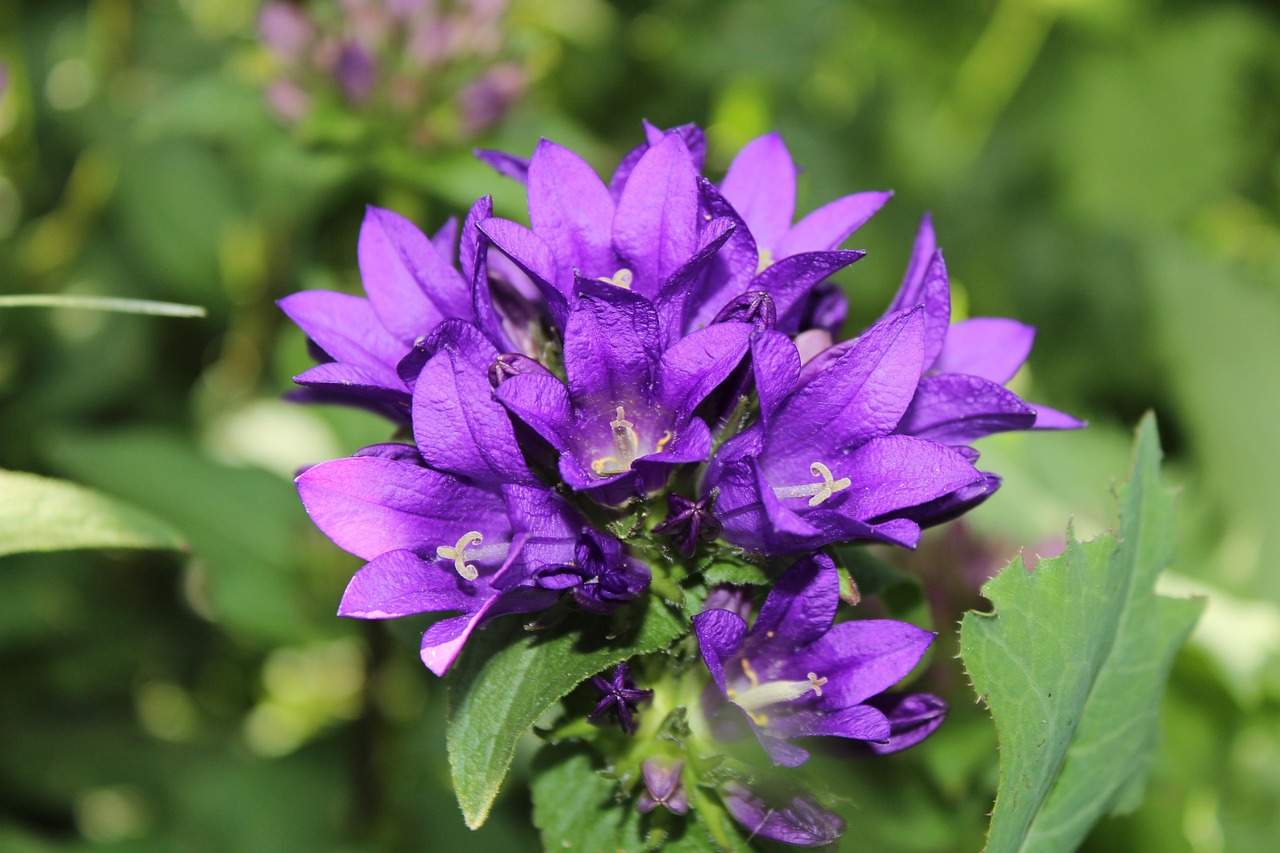 商丘市高辛鎮(zhèn)近期動(dòng)態(tài),蓬勃發(fā)展中的鄉(xiāng)村新面貌展示