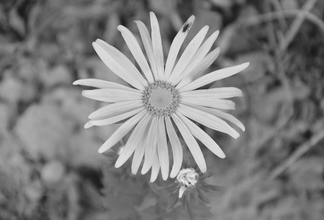 動漫圖片中的黑白世界，風(fēng)格探索與情感表達(dá)