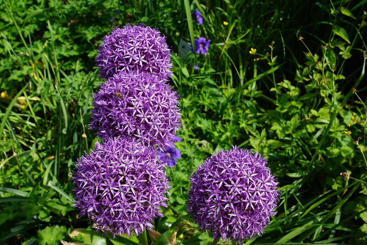 最新蓮蓬品種的探索與未來展望，創(chuàng)新培育、展望未來發(fā)展