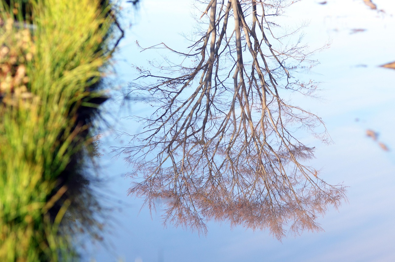 自然之聲的魅力與生態(tài)保護(hù)重要性,最新銅嘴鳥叫聲視頻展示