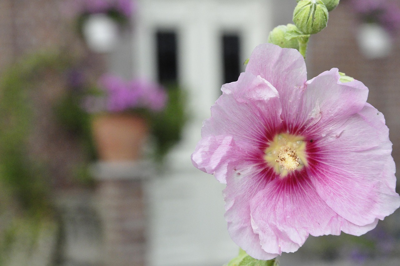 馬伊琍最新語錄，人生感悟與智慧分享