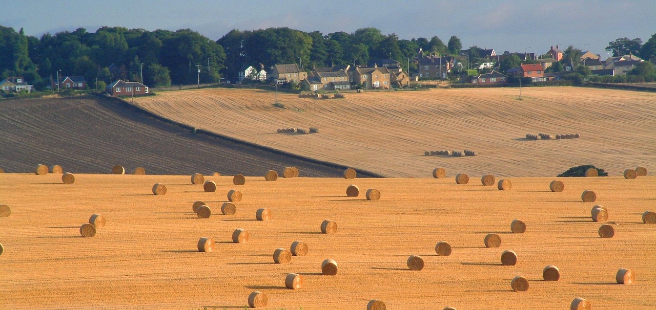 南海陽光樓盤最新動態(tài)，市場趨勢與未來展望