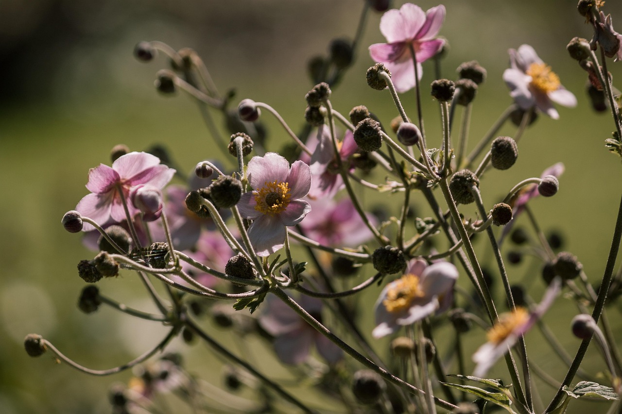 日本富士山噴發(fā)最新動(dòng)態(tài)2023，影響及應(yīng)對(duì)策略揭秘