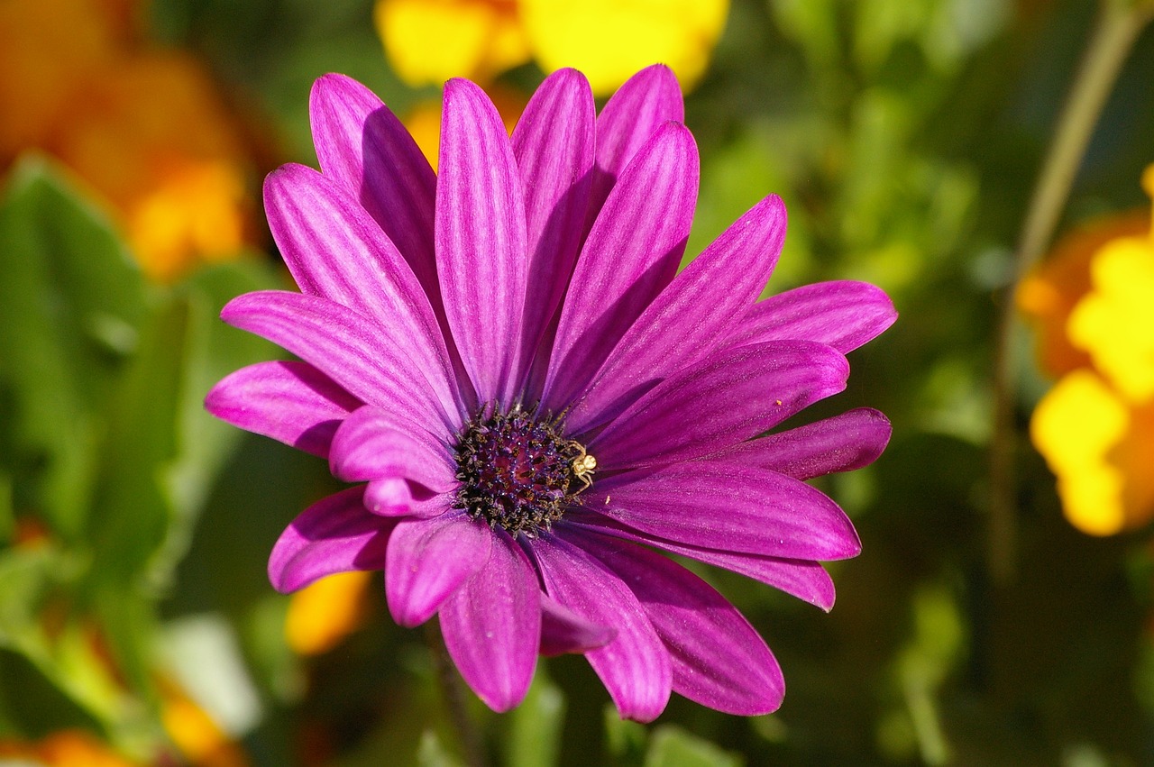 璀璨光影中的明星婚紗照,愛情詩篇的綻放