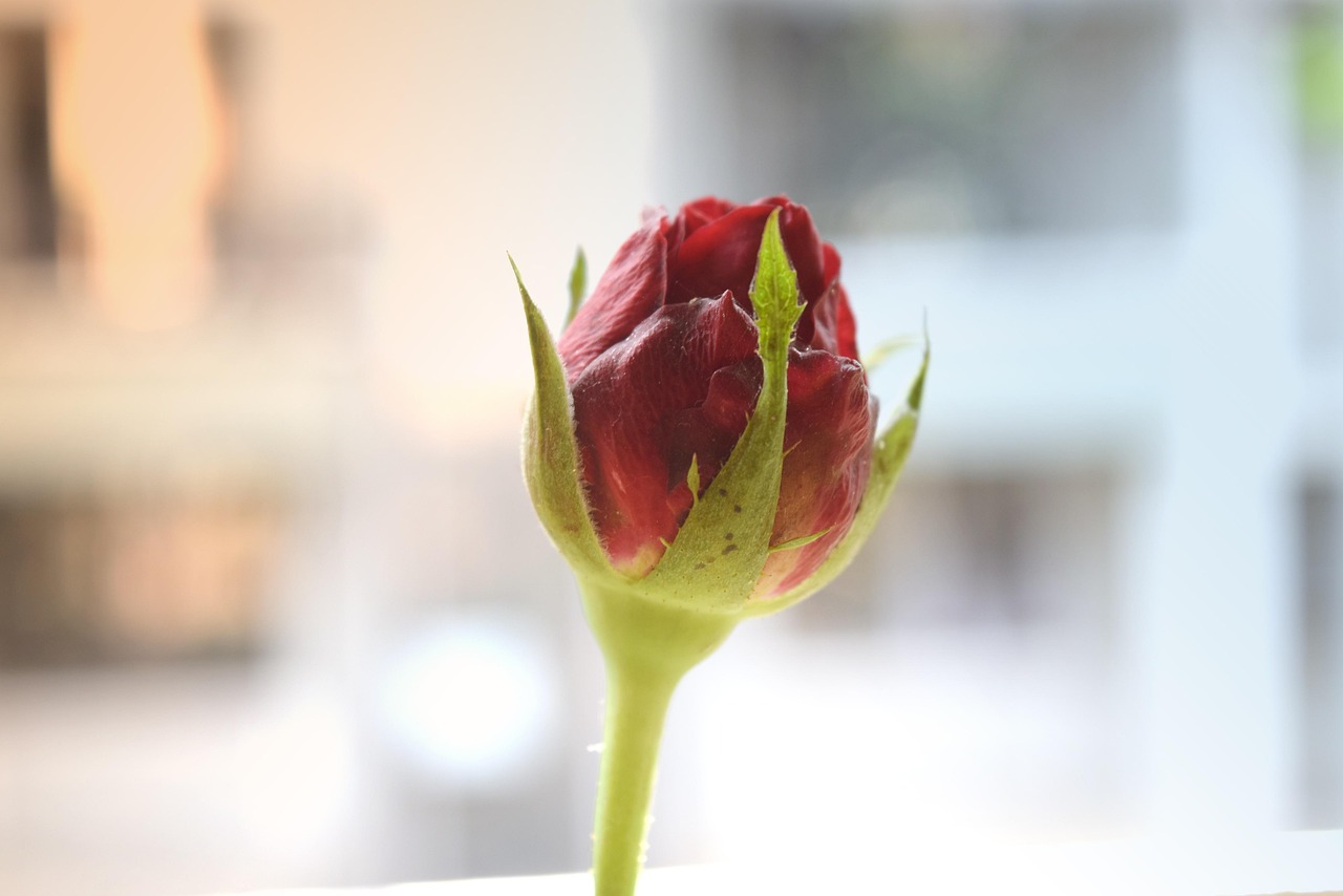 動漫情頭頭像的魅力與吸引力，情感共鳴的動漫頭像之旅