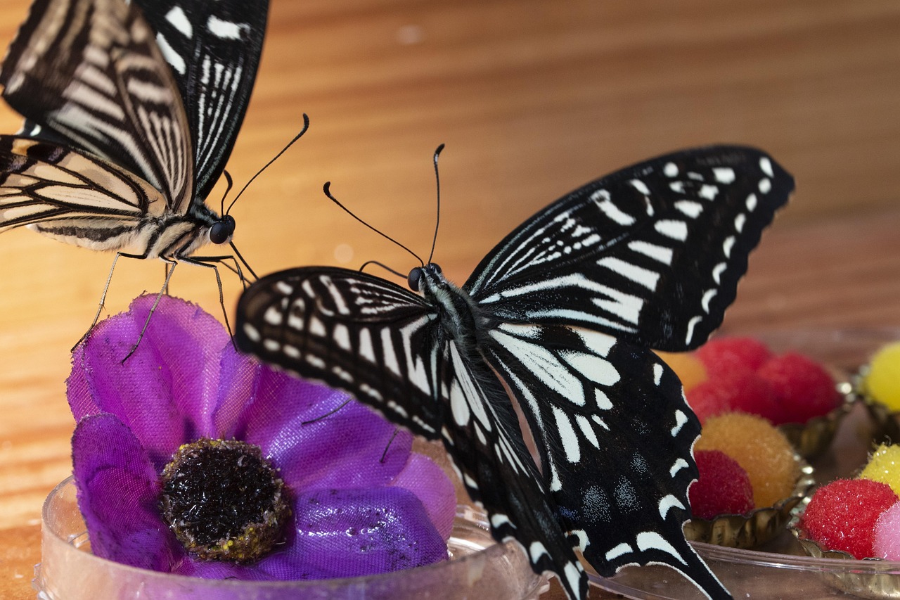 電視劇午夜蝴蝶，深夜蝶舞與人生暗流涌動(dòng)的故事