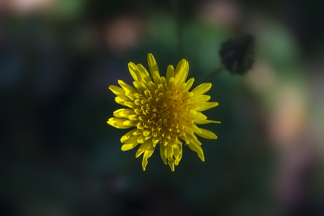 壽光丹桂園小區(qū)最新資訊動態(tài)