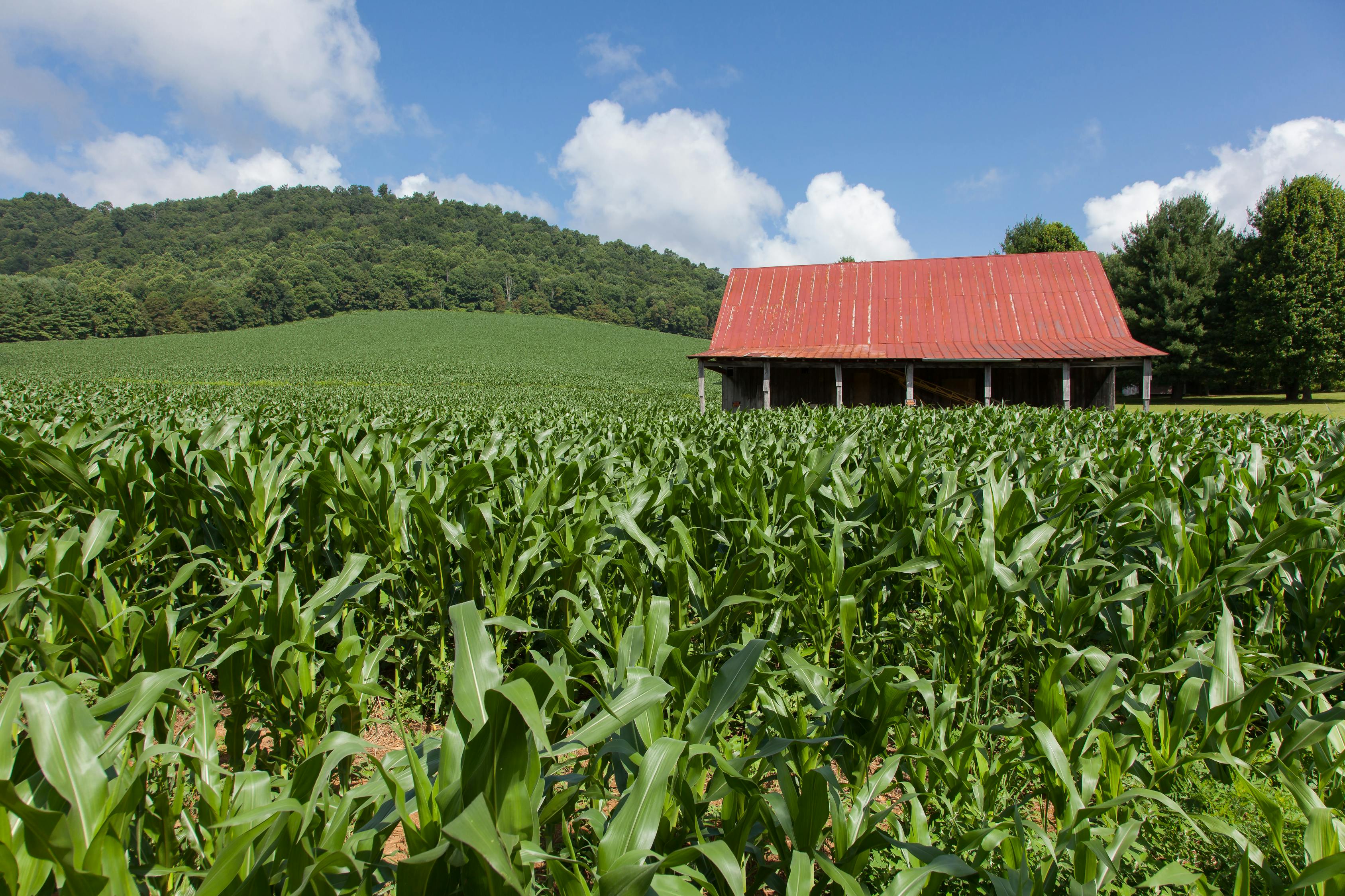 最新玉米夾，農(nóng)業(yè)生產(chǎn)變革的得力助手