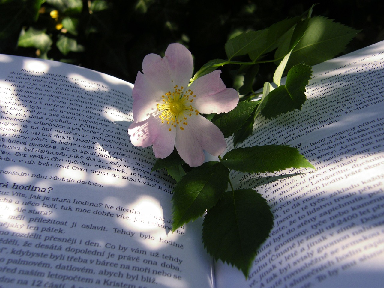 父子電影，情感與成長(zhǎng)的深度呈現(xiàn)