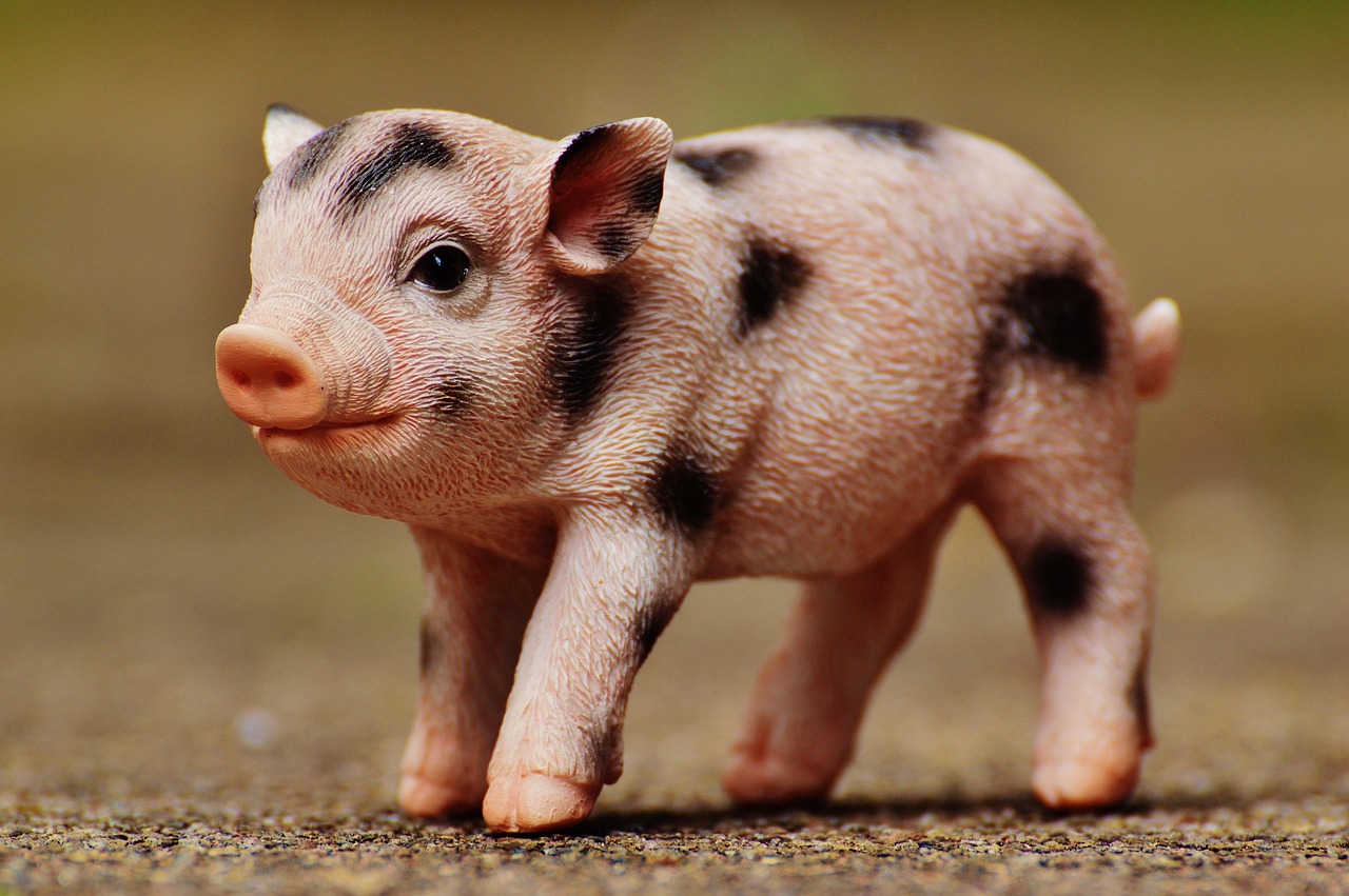 今日大豬價(jià)格行情分析與預(yù)測