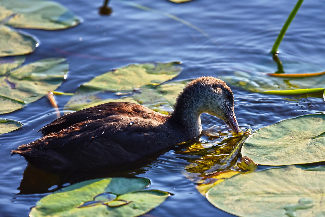 松華壩水庫邁向可持續(xù)水資源管理的最新動態(tài)