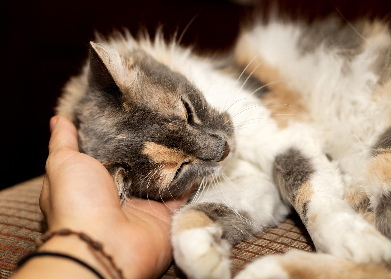 星光熠熠下的貓緣，養(yǎng)貓男明星的深情故事