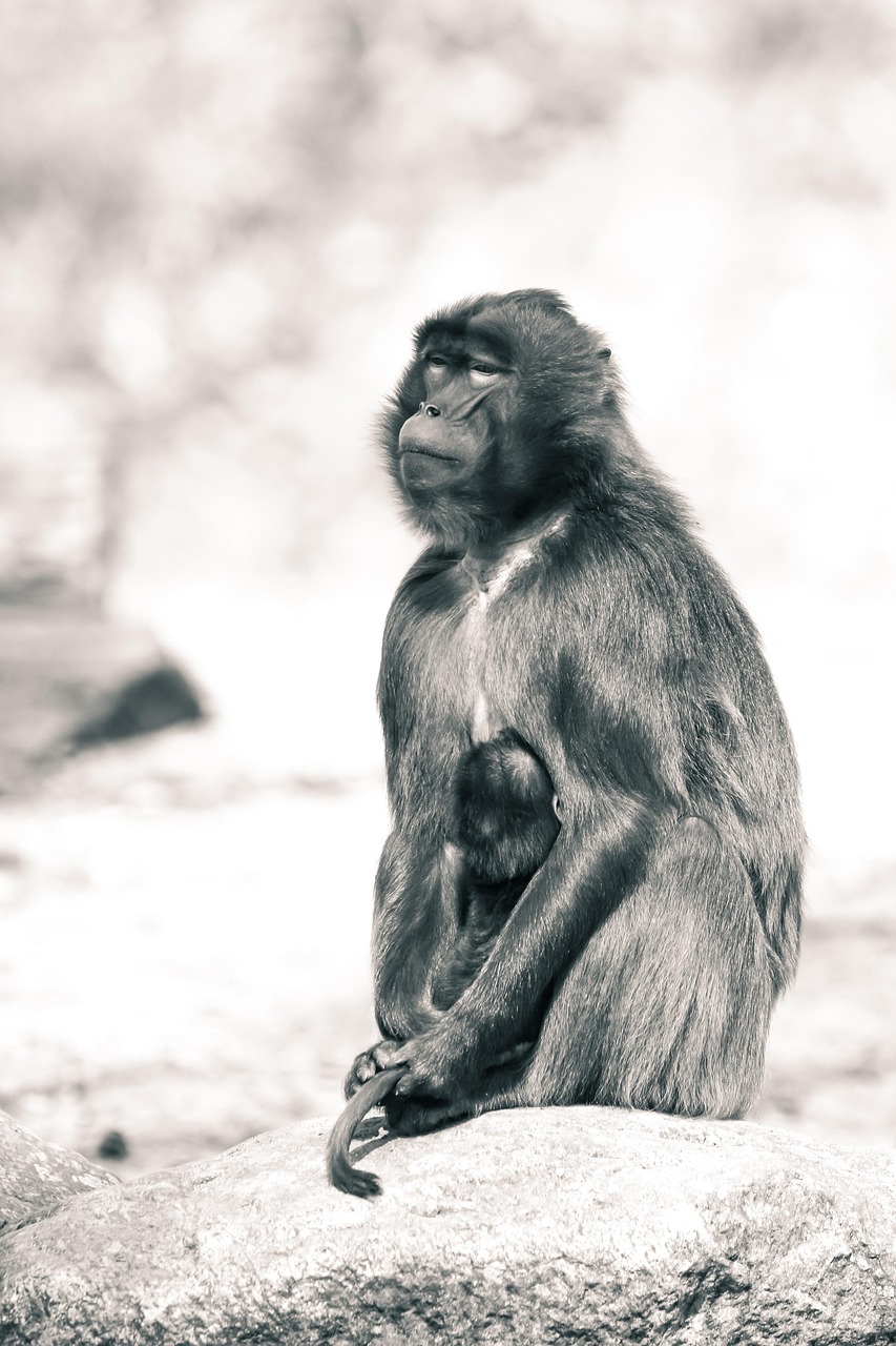 全球視角下的中國動態(tài),美國最新消息深度解讀與觀察