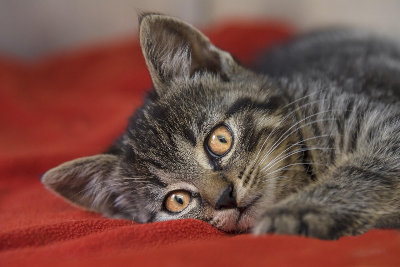 無毛貓價格概覽,市場走勢、購買考量全解析