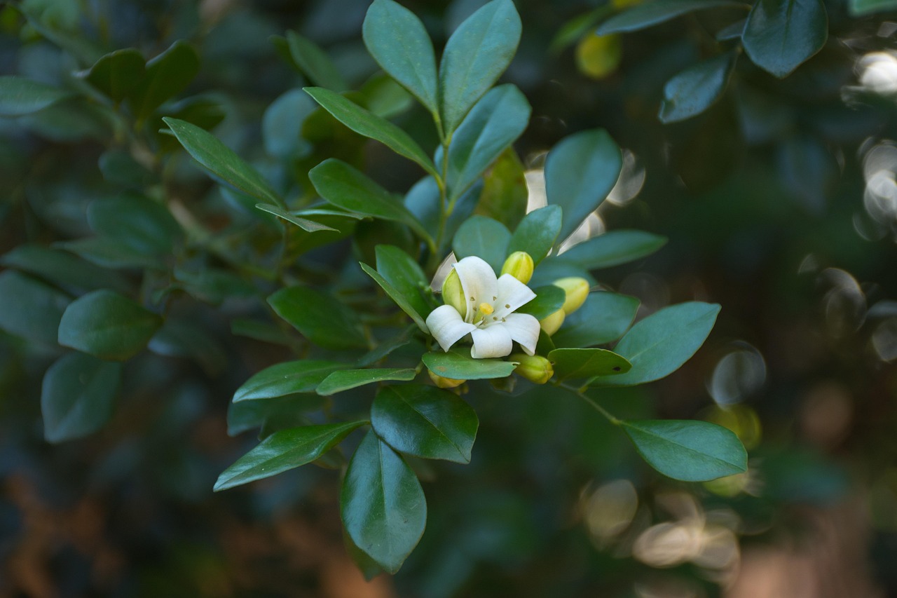 老街舊人 第15頁